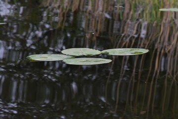 water lily on pond in the evening