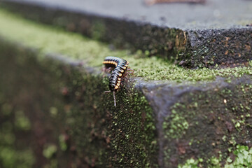 Colorful millipede crawling over mossy stone in lush Bali, Indonesia during a sunny afternoon