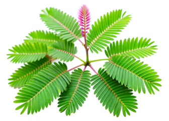 sensitive plant leaves in the garden on white background, PNG