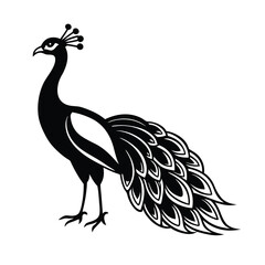 peacock vector illustration