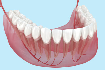 Dental root anatomy, Xray view. Medically accurate dental 3D illustration