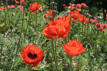 Fototapeta premium Red poppies, papaver flowers blossom on wild field or meadow in green grass in sunny summer day. Nature, floral background, backdrop, wallpaper