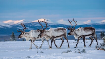 Obraz premium Group of Reindeer Walking in a Snowy Winter Landscape with Scenic Mountains