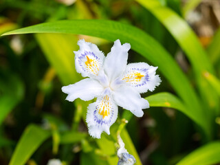 シャガ（胡蝶花）の花