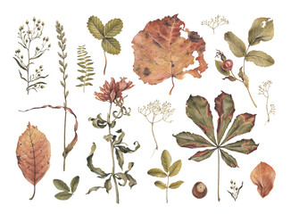 Hand drawn illustration of dried herbs, leaves and flowers. Perfect for posters, home textile, wall decor, apparel, packaging design, stationery and other printed goods