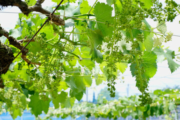緑の葉と粒が揺れる日本の巨峰畑（5月）
