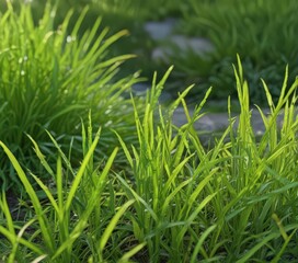 Obraz premium Tender shoots of bright lime green grass, close-up view , photo, outdoor