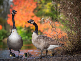 Two Canada geese by a lake