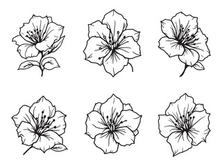 bougainvillea flower Line Art Illustration
