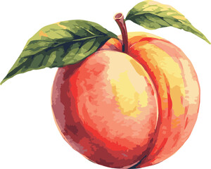 Vector watercolor painted illustration of peach