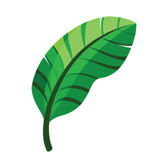 Green banana leaf vector tropical leaves summer plant organic nature illustration art graphic design island paradise beach holiday travel summer season vacation jungle natural tree vegan outline