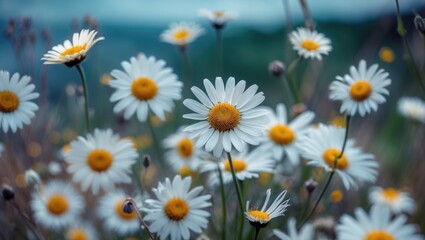 Fototapeta premium Close-up of daisies in a garden with a blurred background. Natural flowers and botanical scene. Spring and floral background.