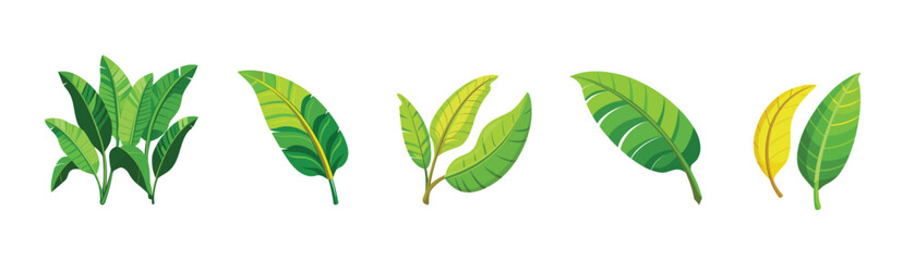 Green banana leaf vector tropical leaves summer plant organic nature illustration art graphic design island paradise beach holiday travel summer season vacation jungle natural tree vegan outline