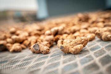 Washed black ginger roots in Thailand