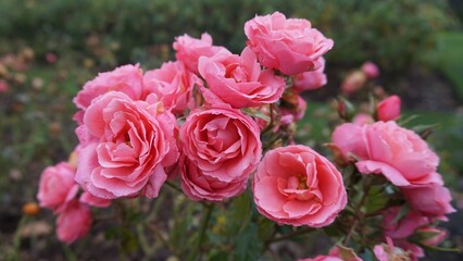 London, UK, England - November 5, 2024: Regent's Park - Rose Garden - 64 Free Spirit Rose