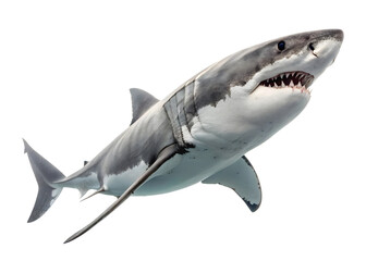 Shark isolated on white background