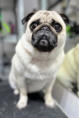 Fototapeta premium cute young pug sitting after grooming procedures in salon on blurred background