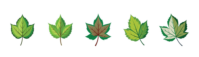 Box elder leaf vector illustration. Leaves, botanical design element, European trees, botany, plant. box elder leaf set logo, icon design.