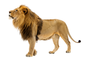 Lion panthera leo 8 years old