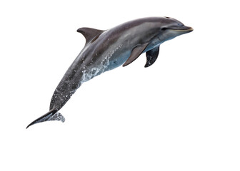 Fototapeta premium Dolphin isolated over white background