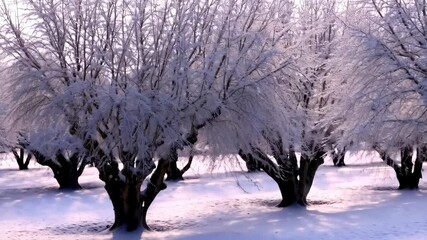 Frozen orchard under a blanket of snow, winter landscape with icy trees in a row, beautiful nature scene in cold weather with shadows. - Powered by Adobe