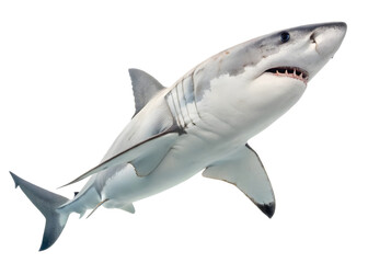 Obraz premium Shark isolated on white background