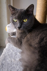 Russian Blue Cat Resting on Scratcher and Gazing Up at Camera