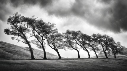 Windgepeitschte Bäume in Monochrom