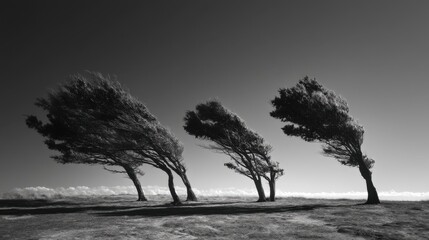 Vier vom Wind geformte Bäume in Monochrom