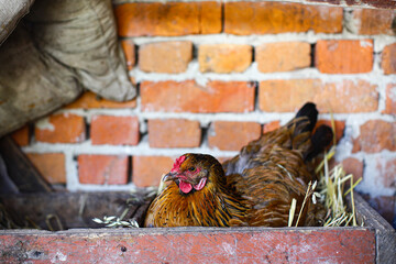 Hen laying eggs, or hatching chicks in a straw nest in a wooden box. Countryside. © Stepanych