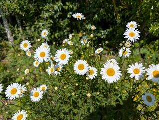 Marguerites sauvages en fleurs 