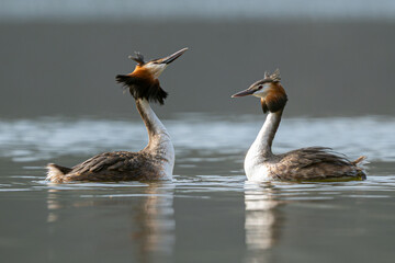 Great Crested Grebes Perform A Mating Dance