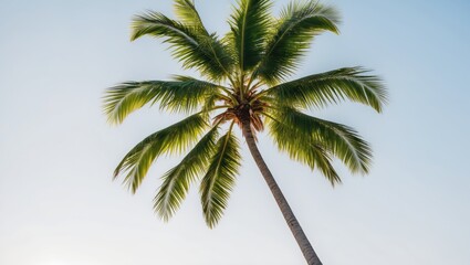 Fototapeta premium A palm tree with green leaves against a clear sky.