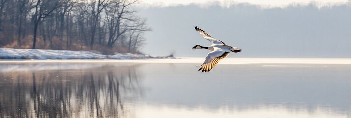 Canada goose in flight over calm winter lake.