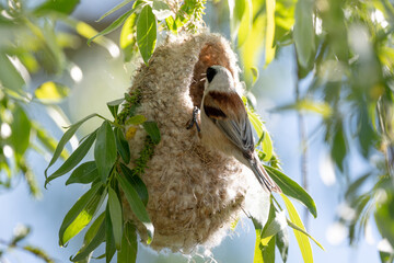 Reeves Bird Building Its Nest In Spring