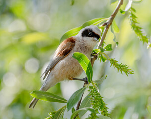 Remez Bird Sitting On Branch Close-Up View