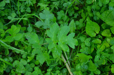 European hogweed or common hogweed (Heracleum sphondylium)