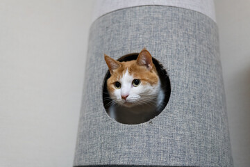 キャットタワーの中の猫　茶トラ白