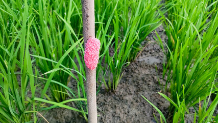 Pink golden snail eggs attached to tree trunks in rice fields