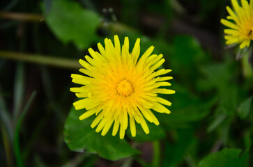 yellow dandelion flower in green grass