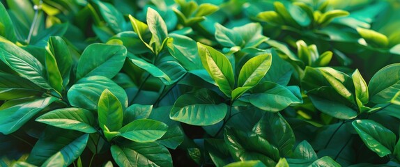Obraz premium Green leafy plants with broad leaves in a dense arrangement.