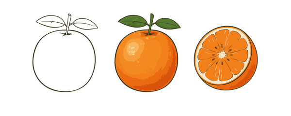 Three distinct cartoon orange illustrations: outline, full color, and a detailed half-cut view with segments