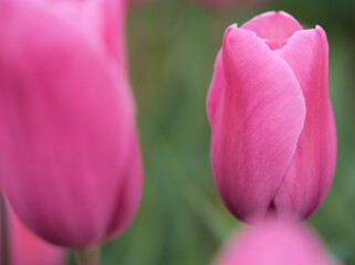4月に咲いピンク色の美しいチューリップ「ミストレス」をクローズアップで撮影