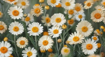 Field of daisies with white petals and yellow centers, blooming in a lush green setting. Springtime flowers and natural floral scene.