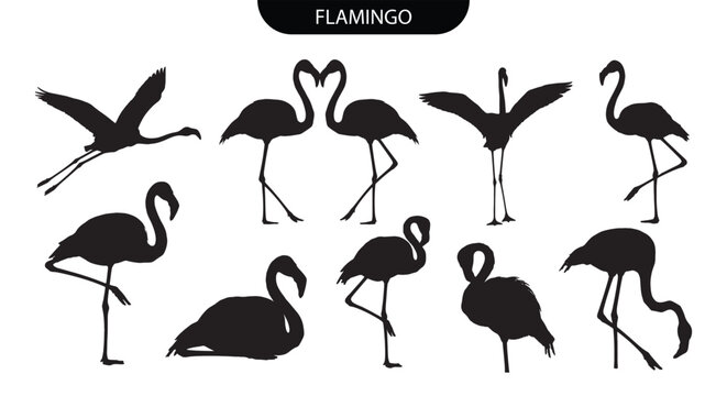 Flamingo silhouette. Set of black flamingo bird vector silhouettes in various standing, flying, and curved neck poses for tropical wildlife themes