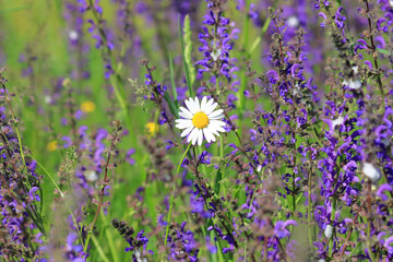 Leucanthemum vulgare with Salvia pratensis, wild spring flowers on meadow