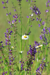 Leucanthemum vulgare with Salvia pratensis, wild spring flowers on meadow