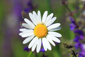 Leucanthemum vulgare flower with little white spider Goldenrod Crab Spider (Misumena vatia)