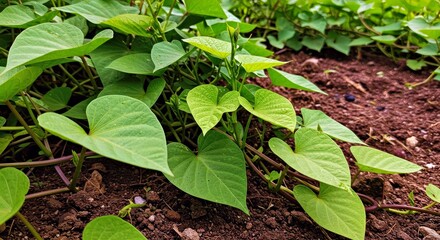 Obraz premium Stunningly Detailed Photograph of Sweet Potato Plant Growing Naturally Root Vegetable