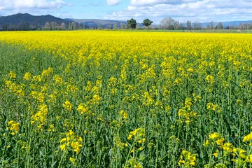 Gordijnen rural landscape blooming canola field under a cloudy sky, beautiful rapeseed field in a rural setting © VicVaz